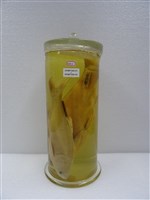 藏品(白鰱)的圖片